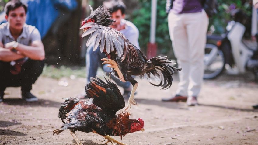 Gallo se rebela, mata a su dueño para escapar de pelea ilegal