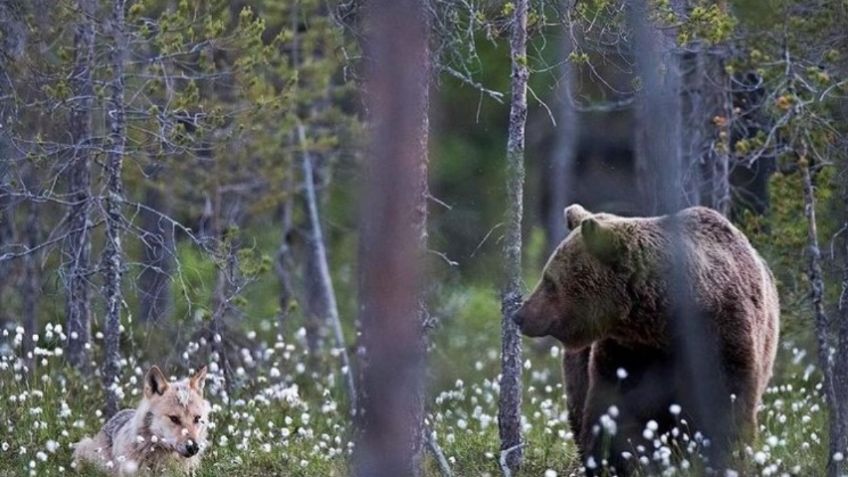 ¡Amigos para siempre! Inusual amistad entre oso negro y lobo gris es captada en Finlandia: FOTOS Y VIDEO