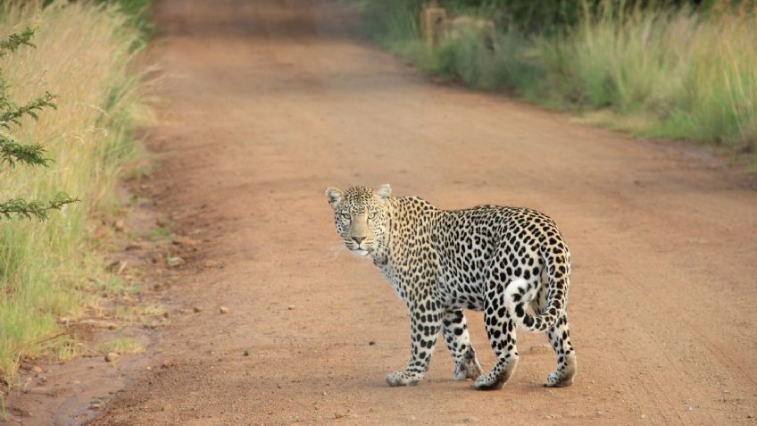 A mano limpia, hombre mata a leopardo para defender a su familia