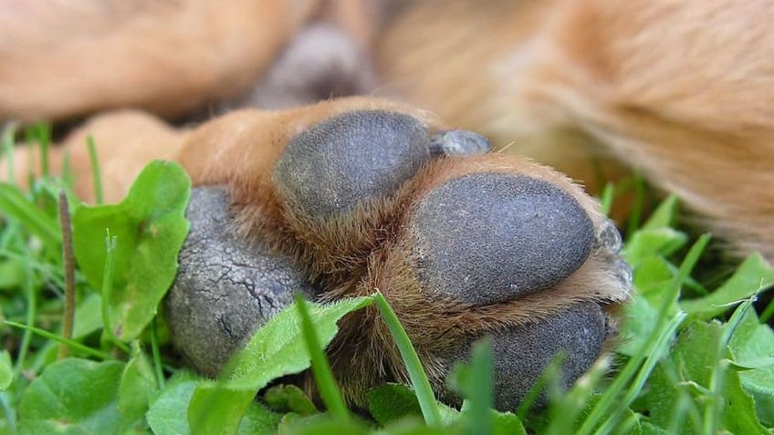 Yucatán: denuncian envenenamiento de perros en Tekax; identifican al responsable