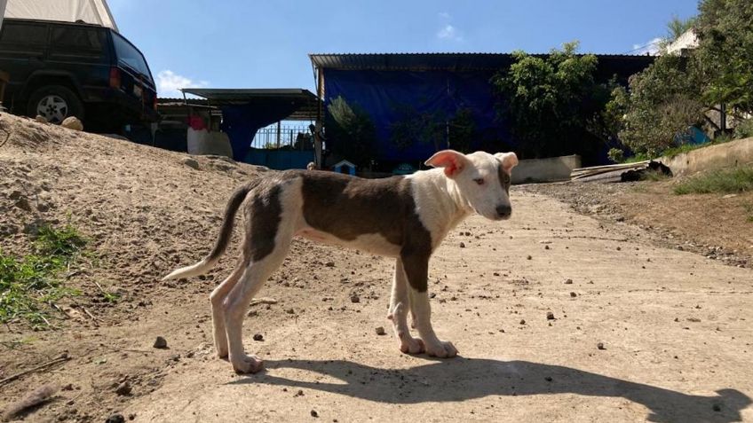 Veracruz: Envenenan a 20 perros en Xalapa; abandono animal crece en la entidad