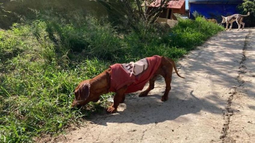 Envenenan perros en México; se reportan varios casos en el país