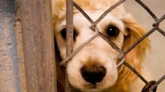 ¡No son un juguete! Nuevo León aprueba ley de protección animal, garantiza derecho de las mascotas