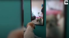 VIDEO VIRAL: ¡Qué me ves! Perrito se "echa bronca" cada vez que se mira al espejo