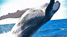 ¿Cuándo finaliza la temporada de avistamiento de ballenas en Riviera Nayarit?