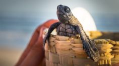 Nacen más de 5 mil tortugas golfinas en Santa María Tonameca, Oaxaca