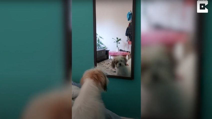 VIDEO VIRAL: ¡Qué me ves! Perrito se "echa bronca" cada vez que se mira al espejo