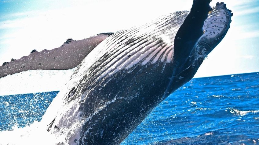 ¿Cuándo finaliza la temporada de avistamiento de ballenas en Riviera Nayarit?