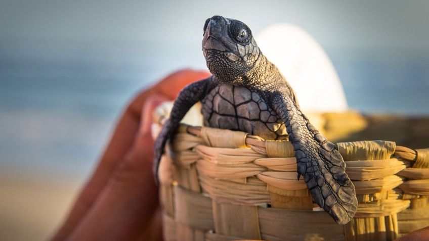 Nacen más de 5 mil tortugas golfinas en Santa María Tonameca, Oaxaca