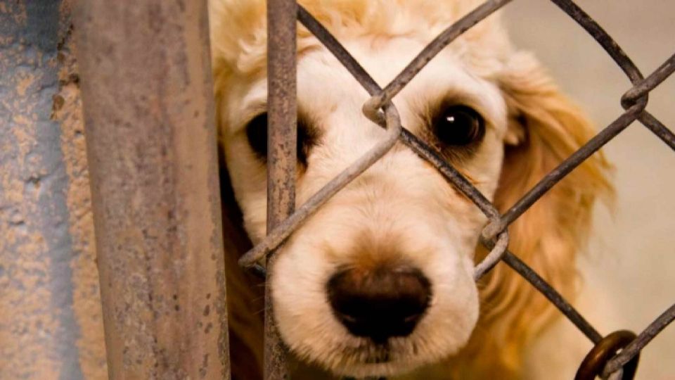 Se estableció que sean seres jurídicos inembargables y se han establecido mecanismos jurídicos para la custodia de los animales en caso de divorcio. FOTO: ESPECIAL