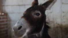 Un burro mató a su dueño a mordidas: es su segundo ataque grave