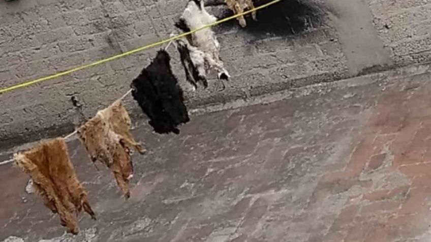 Hacen rituales SATÁNICOS en Nezahualcóyotl; están sacrificando perros, denuncian vecinos