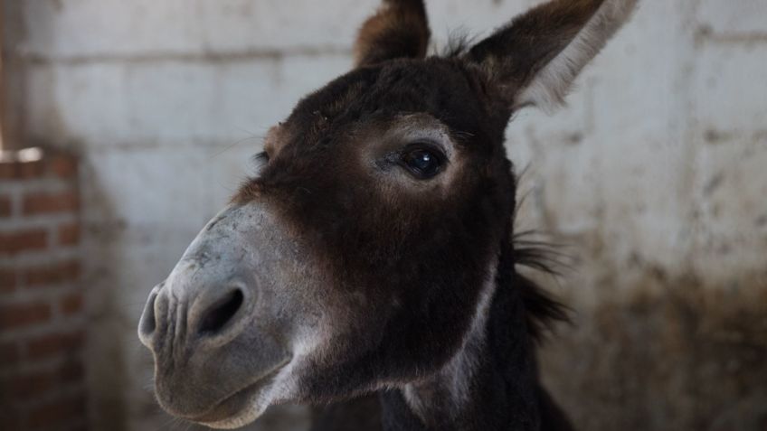 Un burro mató a su dueño a mordidas: es su segundo ataque grave