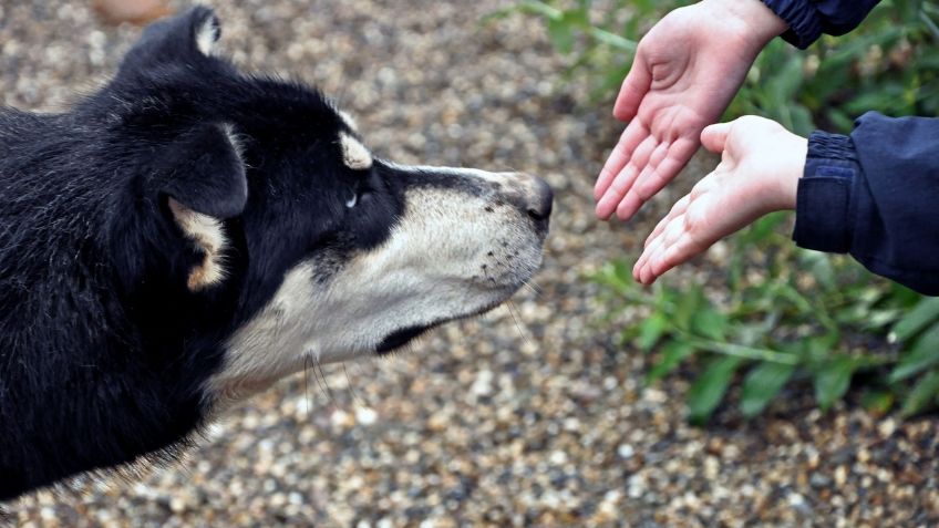 Con una efectividad del 94% Alemania utiliza perros adiestrados para detectar el Covid-19