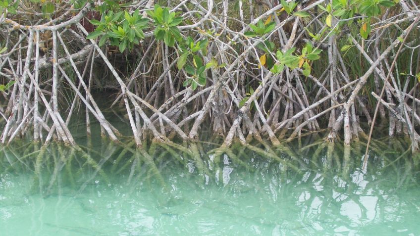 Destruyen bosque de mangle en Nayarit para construir granja camaronera