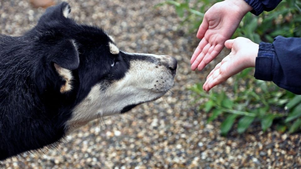 El director de la clínica veterinaria, aseguró que los perros adiestrados también son capaces de detectar a las personas contagiadas con Covid-19 sean o no asintomáticas. FOTO: ESPECIAL