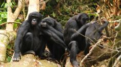 ¡Alerta! Descubren letal bacteria en chimpancés, que se podría transmitir a humanos