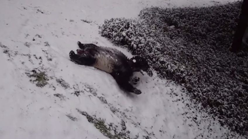 VIDEO VIRAL: ¡Como un niño! Captan a panda jugando en la nieve