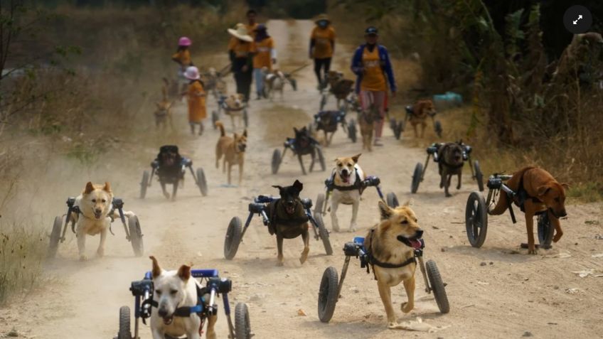 Perros discapacitados de Tailandia reciben sillas de ruedas y vuelven a correr: VIDEO