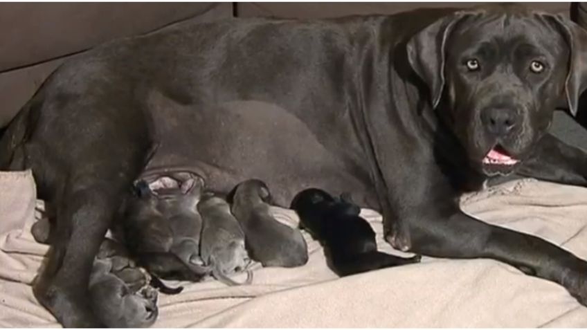 ¡Insólito! Una perrita da a luz a 21 cachorros; rompe récord mundial