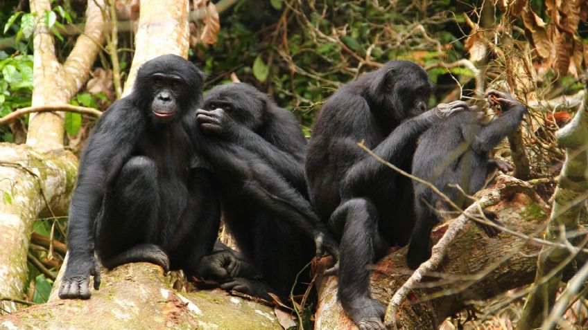 ¡Alerta! Descubren letal bacteria en chimpancés, que se podría transmitir a humanos