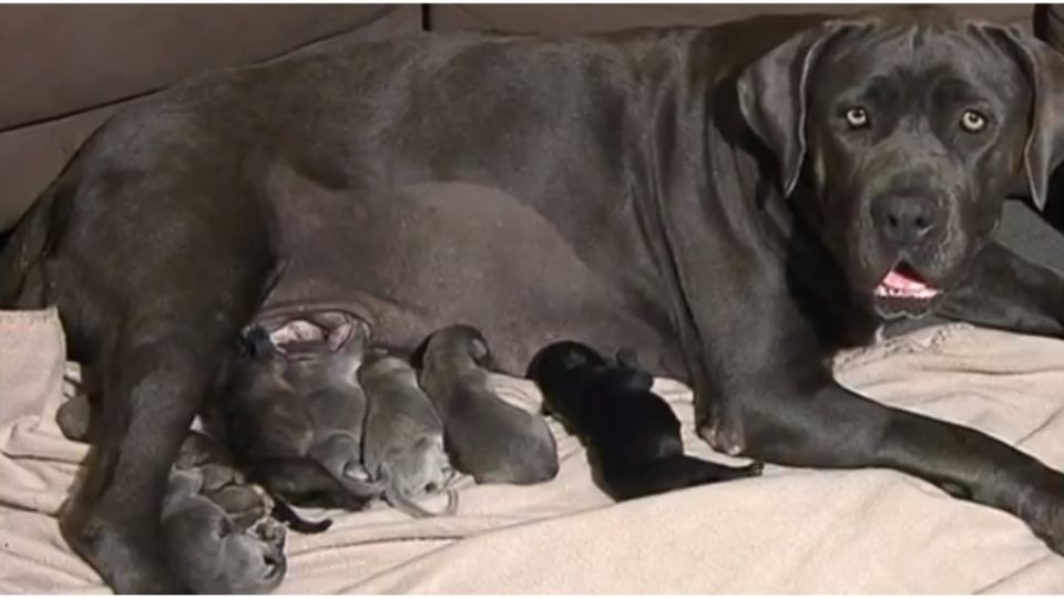 Shadow tuvo que someterse a una cesárea para traer sus perritos al mundo de forma segura. Foto: Especial