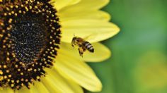 Día mundial de las abejas: cómo la Inteligencia Artificial combate su extinción