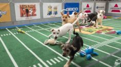 Puppy Bowl, el "Super Tazón" que promueve la adopción de perritos