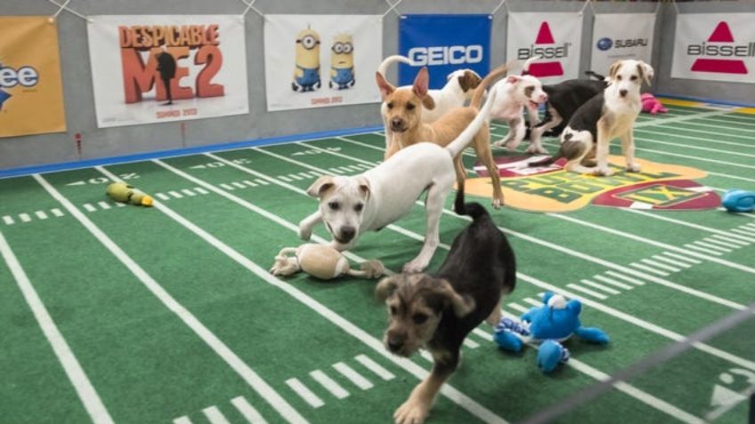 Puppy Bowl, el "Super Tazón" que promueve la adopción de perritos