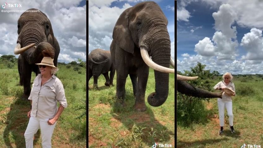 VIDEO VIRAL TIK TOK: ¡Que amable! Elefanta “roba” sombrero a turista pero lo devuelve cuando se lo pide