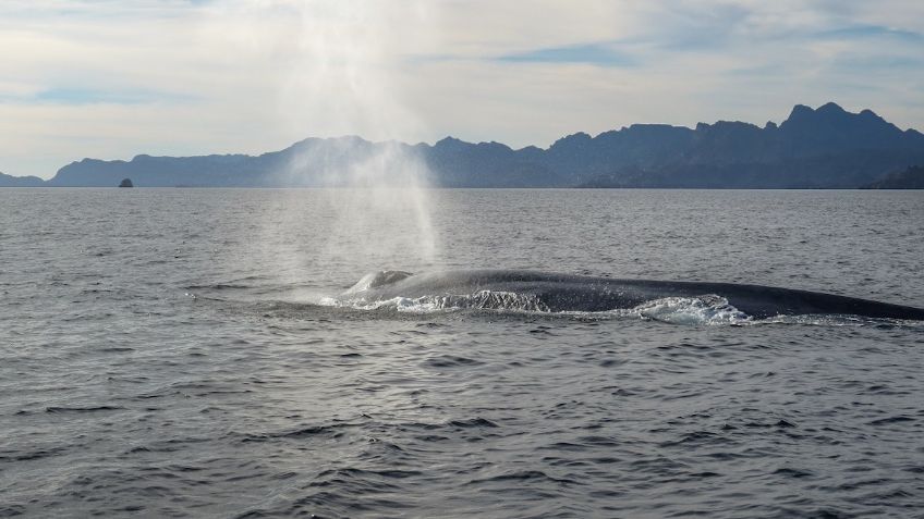 Llegan las primeras ballenas azules al Parque Nacional Bahía de Loreto, en BCS: VIDEO