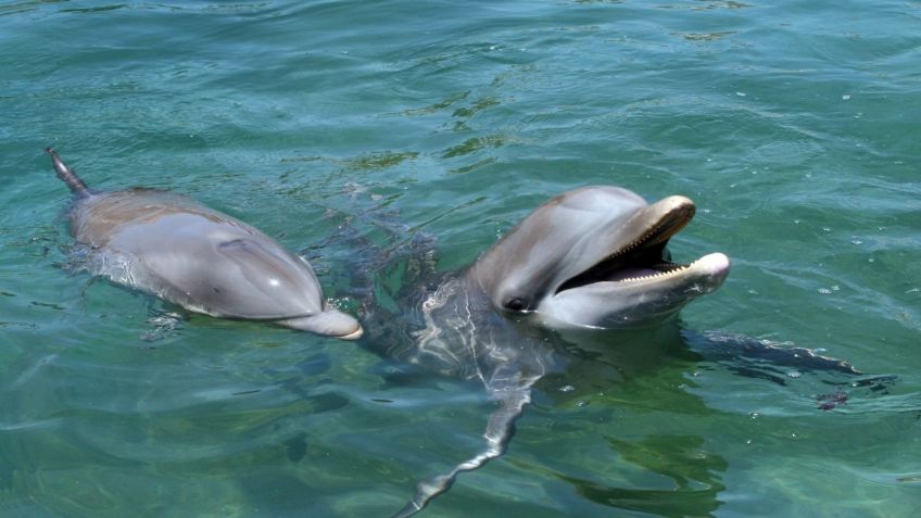 Tamaulipas: Hallan 2 delfines muertos en playa Miramar