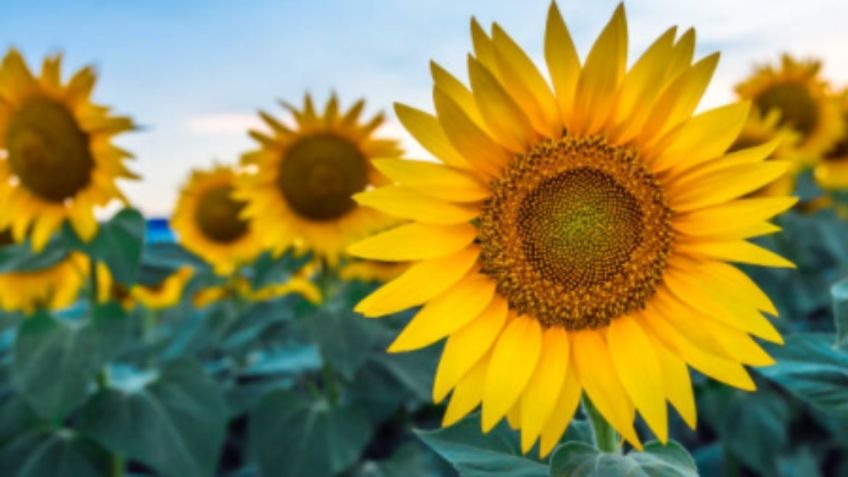 ¡Cuidado con lo que regalas! Este es el SIGNIFICADO de las FLORES más populares