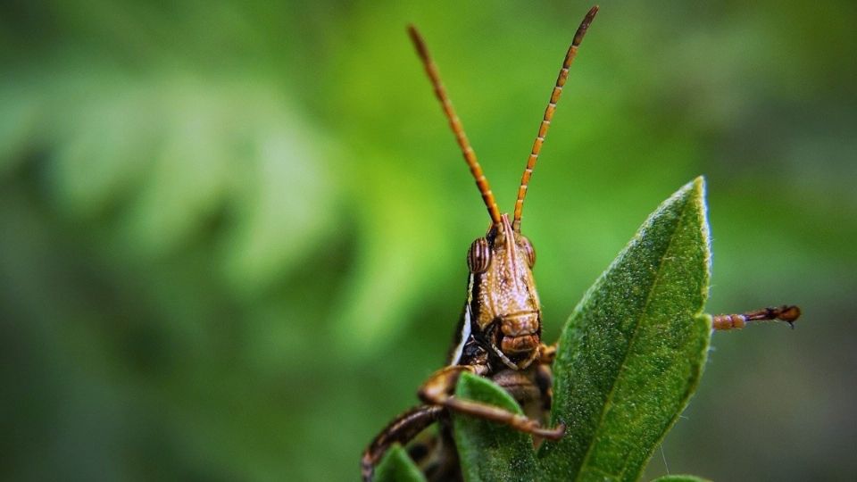 Tiene la capacidad de migrar más de 150 kilómetros diarios. Foto: Pixabay