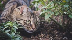 ¿FRUSTRACIÓN felina?, así manifiestan este sentimiento los GATOS