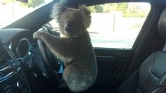 FOTO: ¡Lo cacharon! Captan a koala frente al volante tras causar fuerte choque en Australia