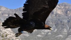 Zacatecas es precursor en la investigación y conservación del águila real