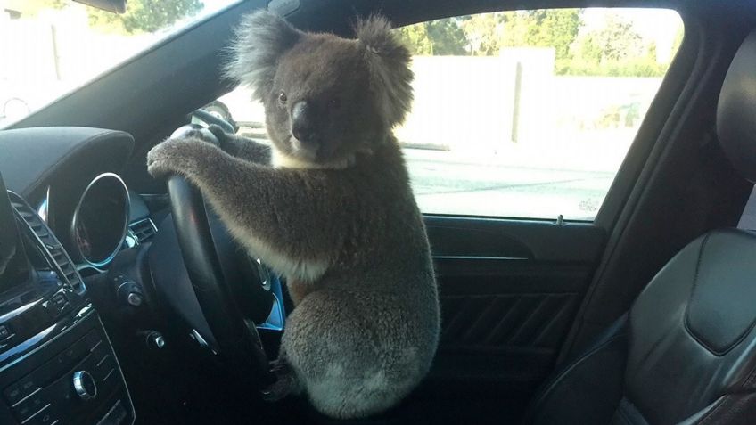 FOTO: ¡Lo cacharon! Captan a koala frente al volante tras causar fuerte choque en Australia