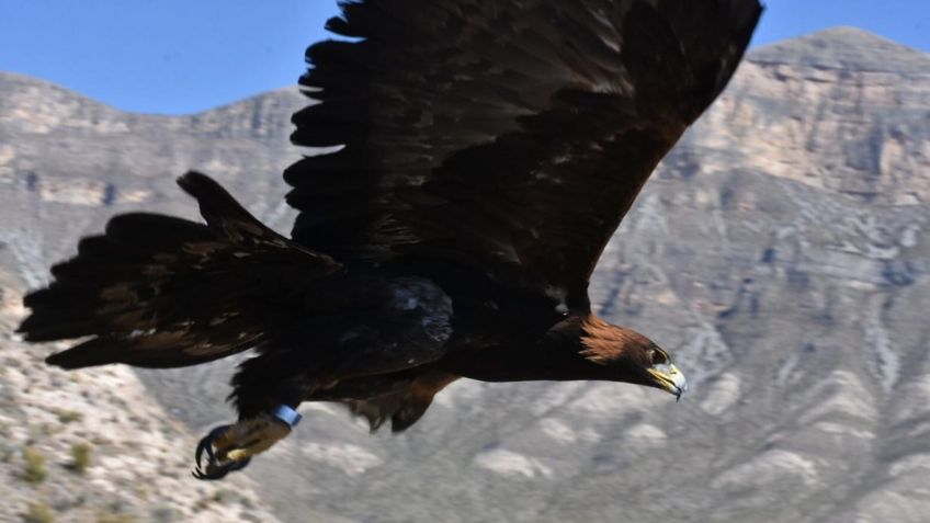 Zacatecas es precursor en la investigación y conservación del águila real