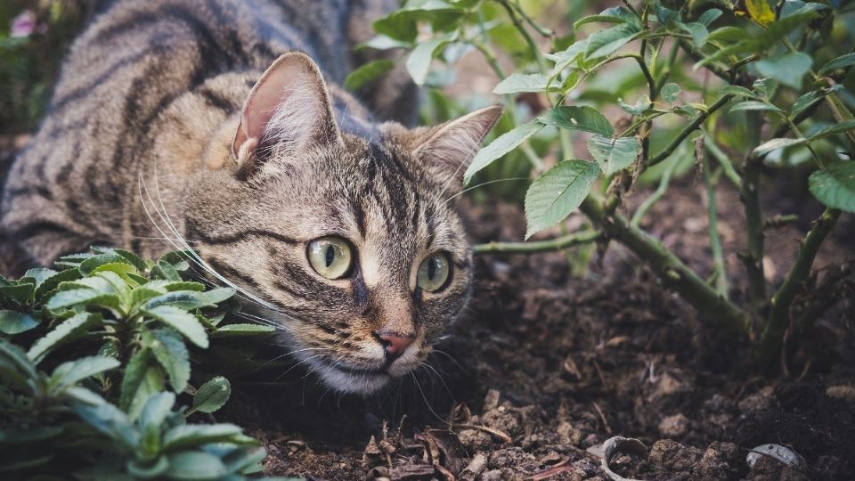 La mayoría de los gatos sienten deseos por cazar, por lo que al ver una presa reaccionan de una peculiar forma. Foto: Pixabay