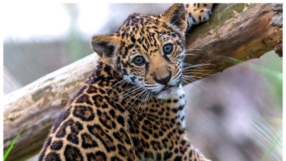 Con la reubicación se pretenden cero afectaciones a flora y fauna alrededor del proyecto del Tren Maya. Foto: Especial