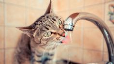 5 consejos para cuidar a tu GATO del calor