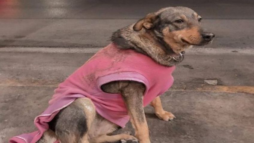 Tamaulipas: Ella es Lola, perrita que trabaja en una taquería de Ciudad Victoria