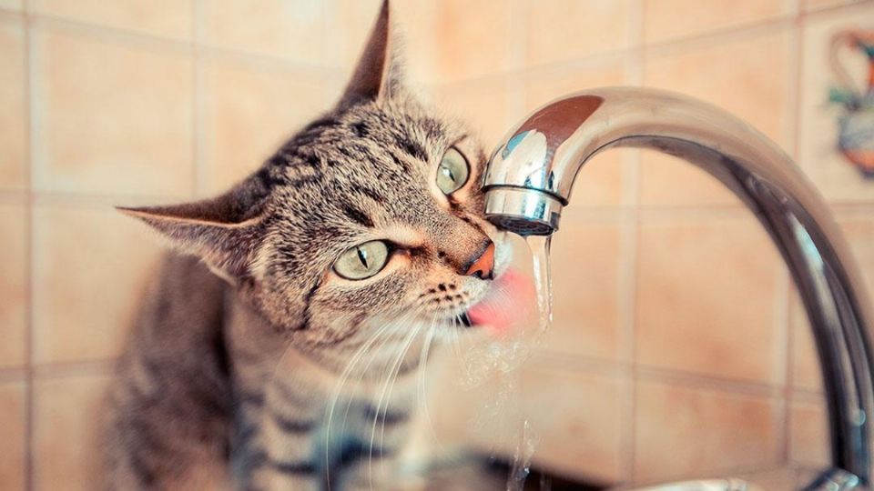 Durante el inicio de la temporada de calor, a los gatos les gusta tomar agua fresca. Foto: Especial