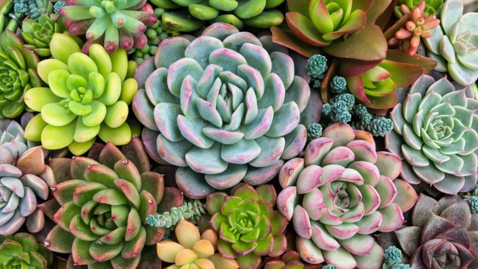 Evita que tus plantas se sequen con estos sencillos consejos. Foto: Especial