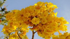 Guadalajara: Estos son los árboles que pintan de amarillo sus calles