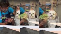 VIDEO VIRAL: ¡Eso sí enamora! Perrito se hace viral por sonreírle a su dueña mientras recibe baño y corte