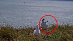 Albatros Real aterriza de una forma inusual y clava su pico en la tierra: VIDEO