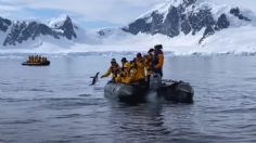 Captan INCREÍBLE escape de pingüino que iba a ser devorado por ballenas; saltó a un bote de turistas: VIDEO