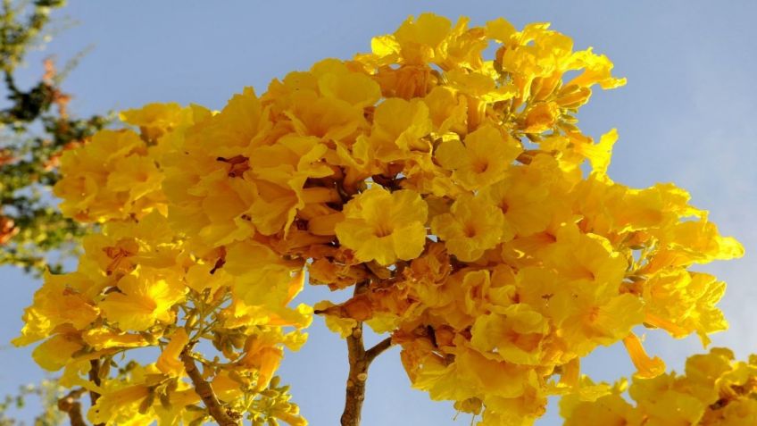 Guadalajara: Estos son los árboles que pintan de amarillo sus calles